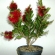 Callistemon V3L  30-40