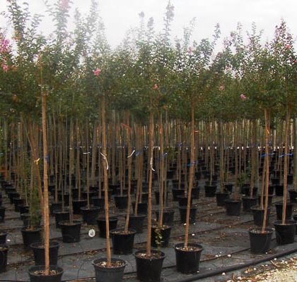 Lagerstroemias c15 (CZ)