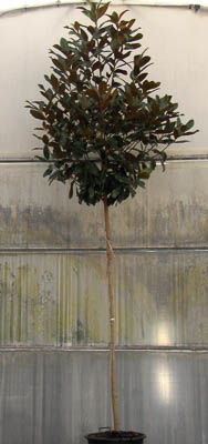 Magnolia Grandiflora B30L 10-12