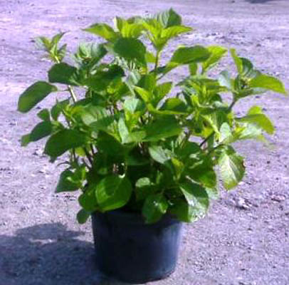 hydrangea V5L2