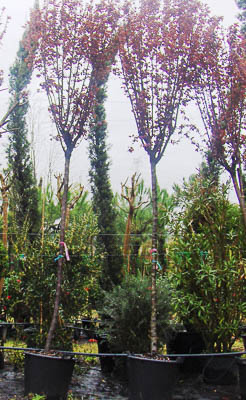 Prunus pissardi 10-12 Grijó