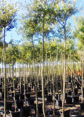 QUERCUS ILEX C15L 6-8